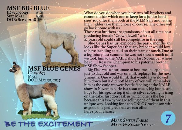 Will sell as buyers choice in the sale.
MARK SMITH FAMILY . MARK SMITH FARMS
1925 E 800 N . CRAWFORDSVILLE, IN 47933 . 765-918-1976 . MSFLLAMA@GMAIL.COM . WWW.MARKSMITHFARMS.COM.
$5,500 Big Blue sold to Aspen Auld, MO