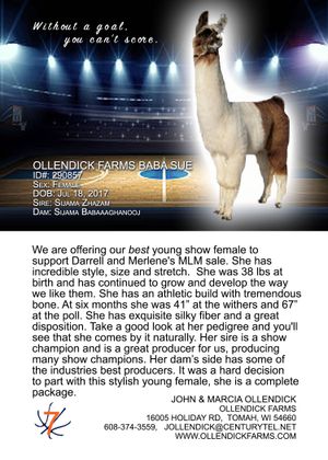 Sold for $14,000 to Michael West and Stephen Fritz, NC
View her Legacy Pedigree by clicking on Ollendick Farms Baba Sue.