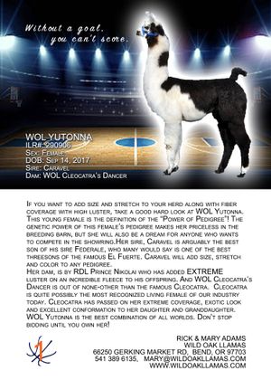 Sold for $3300 to Phyllis Wilkerson, IL
View her Legacy Pedigree by clicking on WOL Yutonna.