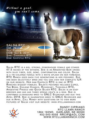 Sold for $4000 to Penny Lage and Becky Willhite, IA
View her Legacy Pedigree by clicking on Salsa RTC.