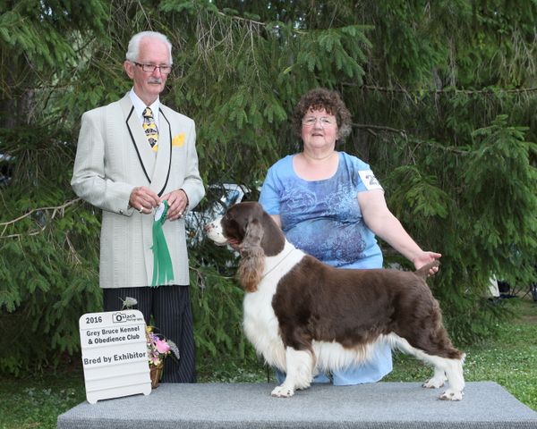 Grey Bruce Dog Show - Thank you - Judge - Mr. Morley Thornton - Best Bred by Exhibitor - Ruskate's April Miss Youlanda