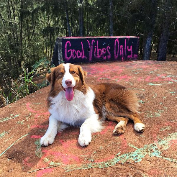 Blitz enjoying a good hike