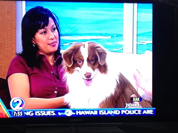 Reese on Hawaii News Channel 2