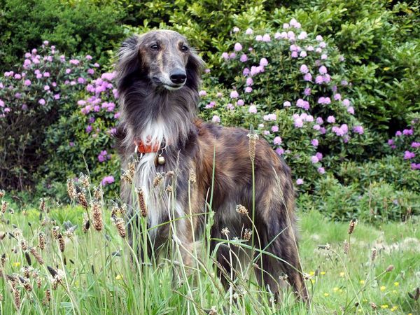 Who's a handsome boy!