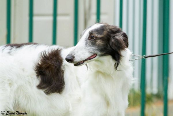 Kristull Barndance of Endevor RWD ISWS Kent 2013 -
Bred by Stull, owner Grist