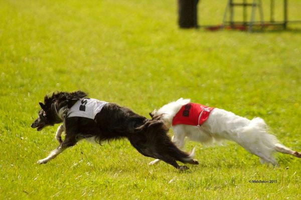 Ozzy enjoying the judging