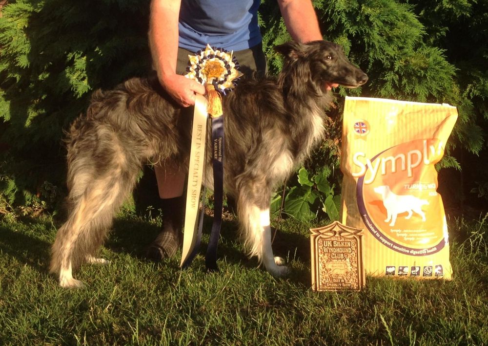 Endevor Prince of Thieves (aka Thief) winning Best in Show UKSWC Kent Specialty 2013 Best of Winners and Winners Dog judged by Gina Rose (Stonebar)