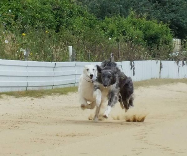 Thief racing on the Oval Track with his Gran Fira the day after winning BIS at UKSWC 2013
Photo by Joy Gonzsor