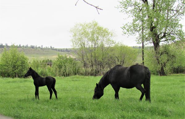 Dreama Dolls filly.