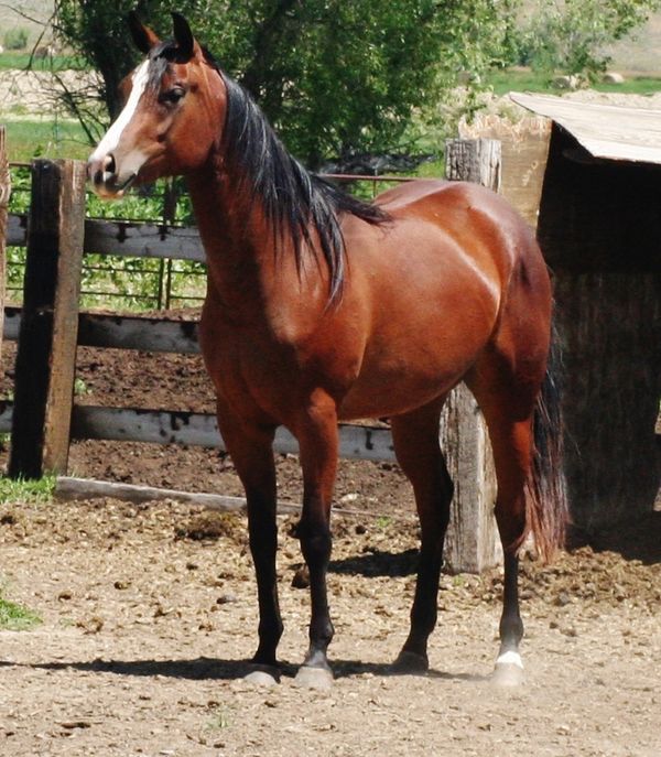 Reinella makes her home in Utah
