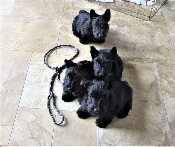 we are housed up today because of the snow and cold weather
we will be going to our forever homes in a couple of weeks./