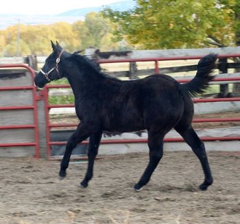 Thank You Gerardo for your purchase of this classy Black Colt with the name of Dreamin and will be heading for Wisconsin and the cow pen