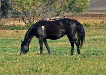 Dandy Star Lena now makes her home in Glendive Montana, thankyou Dennis for your purchase of Lena, she is a top producing brood mare and should go on to raise you some great barrel prospects.