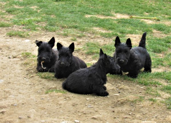 10 weeks and ready for our new homes in Virginia, NC. and CO,