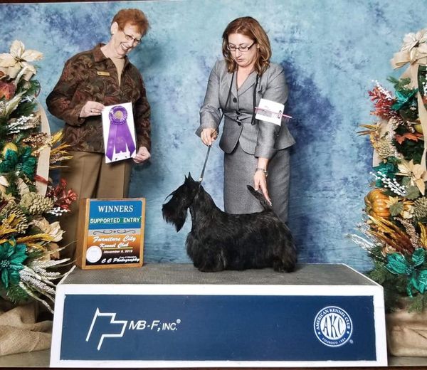 Tillie is owned by Hillhouse Scotties and is the dam of Rangler .She finished fast and is a Champion.