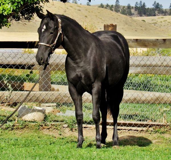 Thank you for your purchase of Darlin Manuel, both fillies have new homes in Colorado wishing you much success in your program.