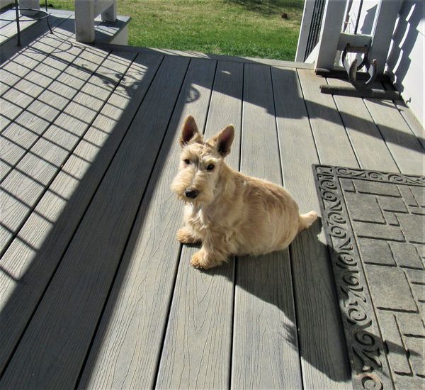 This is Minute a 41/2 month old female I will be keeping as I am retiring her mom