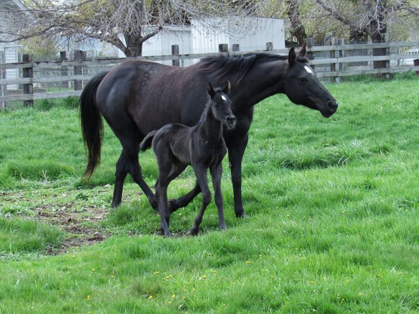 JB Black Beauty and her 2017 filly at 5 days