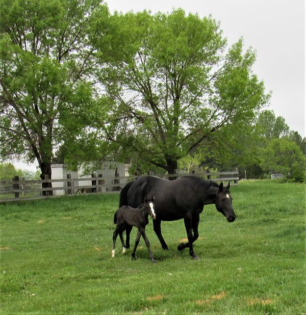 Rizz and her 2021 filly due in 2022 with another foal