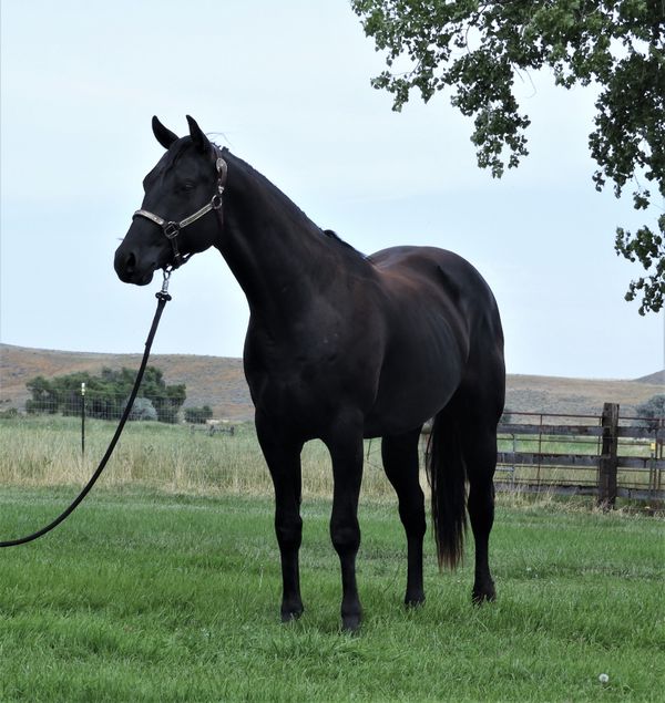 Dramatic a two year old son of Dreama Doll and Sparractic. He has been sold