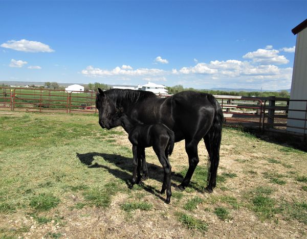 Dreama and her 2021 filly she is due with her 2022 foal in May.