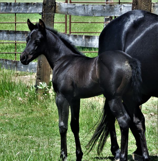 Dreama and her 2021 filly