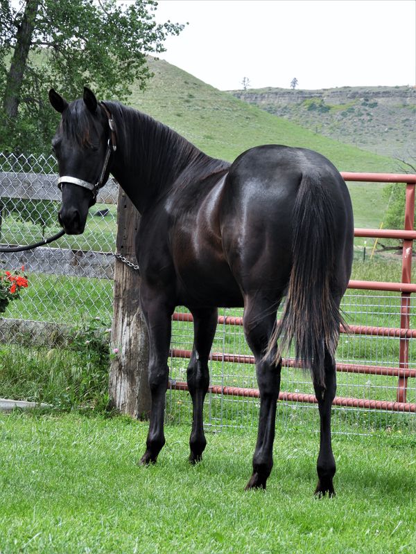 RBS Dreamer Yearling stud Colt has been sold