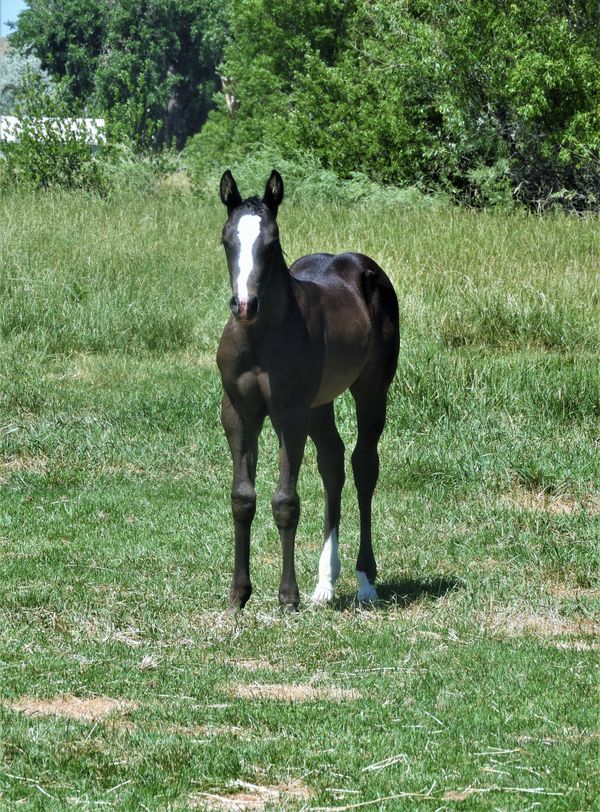 A 2021 filly form Rizz x and Sparractic that was sold to AZ,
