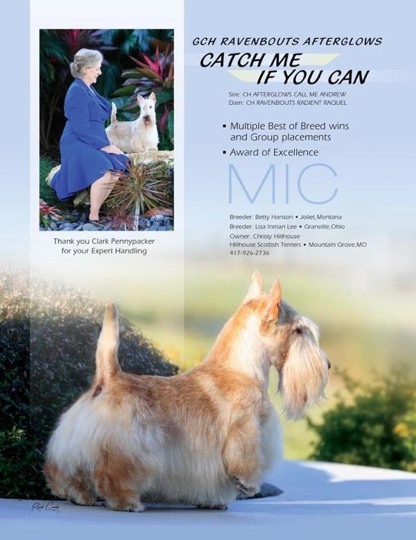 Mic has his Grand championship and is owned by Christy Hillhouse He is sired by AFTERGLOWS CALL ME ANDREW x RAVENBOUTS RADIENT RAQUEL BOTH are CHAMPIONS.