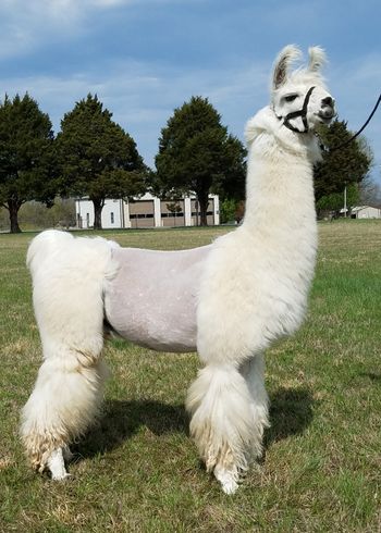 KVF Timone's Pride (Mystery's Timone x Callistta). ILR #281965 DOB 9/20/10 ~ 2011 ALSA National Champion HW Male! 2012 ILR Gathering National Champion Extreme HW Male!