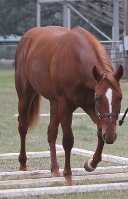 Redboy.....STUNNING Like his Daddy!!!!