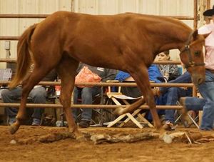 Genuine Redboy 2013 Sorrel Stallion
2014 OKFQHA Yearling Halter Stallions Grand Champion & In Hand Trail Grand Champion
2015 OKFQHA 2 yr old Stallions Grand Champion & In Hand Trail Grand Champion