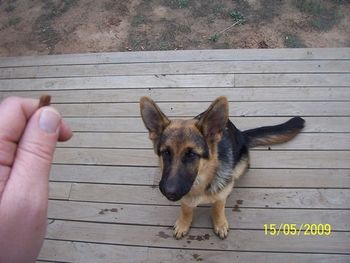 "Quick, saliva is running out, can't you see the wet state of the deck ... give me the treat, please!!!!!"