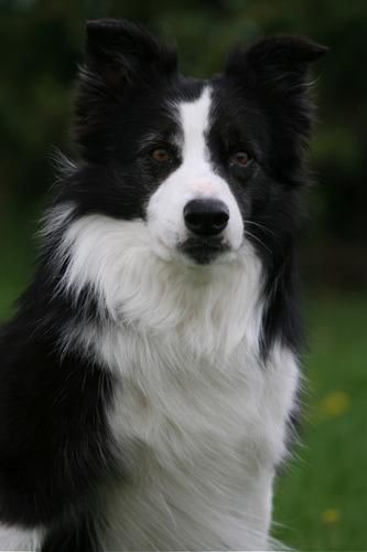 Heelalong OffOn A Cruez 'Motley'(Blitz x Trep)