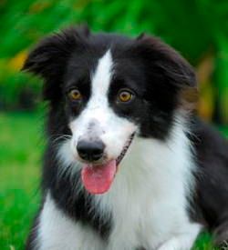 Bo-Tyne's Fame N Fortune 'Fame'Quiver x Sport