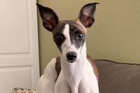 Twister - sports mix litter