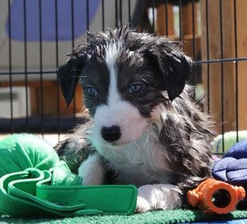 Bella x Spritz produced Code, Defy, Vixen, Rhyme, Fizz