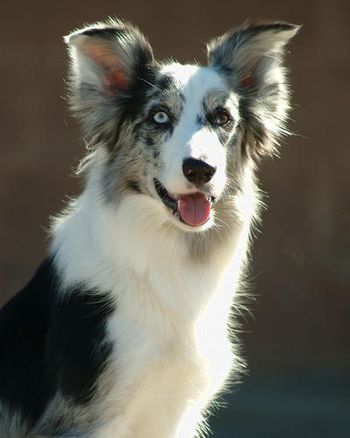 Briarwood's Feel the Force 'Jedi'(Marli x Ghost)