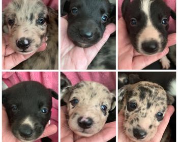 Twist x Illusion produced Gotham, Passion, Spark, Stark, Oberon and Summer