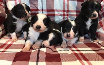 Sync x Verve produced Knight, Swell, Taken, Salem and Black Ice