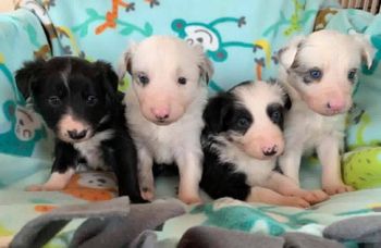 Sensational x Limit produced Pixel, Evolve, Rebel and Chance