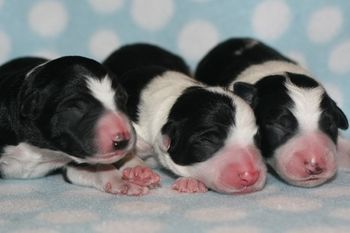 Envy X Pressure produced Fidget, Ricochet and Hooky