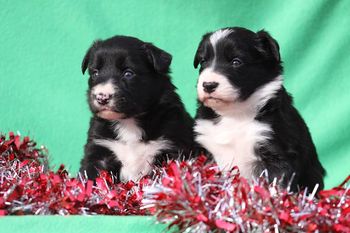 Envy x Reign produced Liberty and Wicked