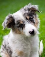 On Target's Star Lord 'Quill' (Singe X Ego)