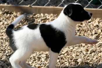 Trestle's BW Litter producedAmp, Boost, Ravin, Empire and Slayer