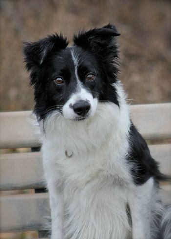 Imp/ Reign 'Reign'(Jess x Bob)