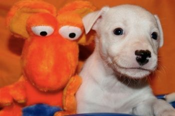 Vixen x Maverick producedSquid, Pre, Force, Phoenix, Gossip, Beast, Thug and Zeus