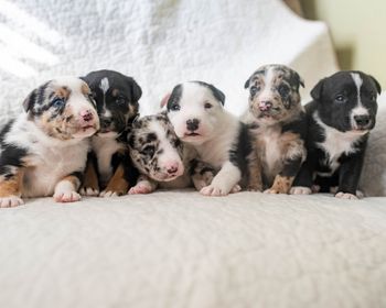 Shutterfly x Caption produced Copy Cat, Mimic, George, Cartel, Remedy and Gambit