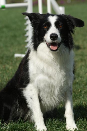 JJ Quick 'Chase'(Betsy x Rocky)