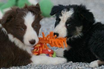 Brick X The Flash produced Fern, Echo, Rosie, Sultan, Ride, Ledger and Ladd